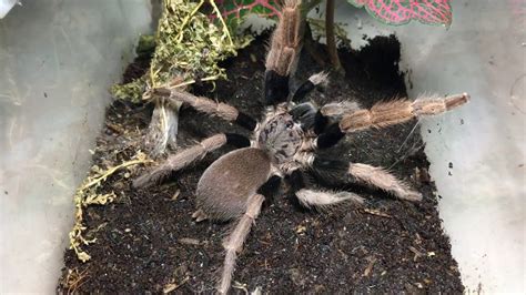 palawan blonde tarantula|Palawan Blonde and Palawan Blue (UPDATE AND FEEDING).